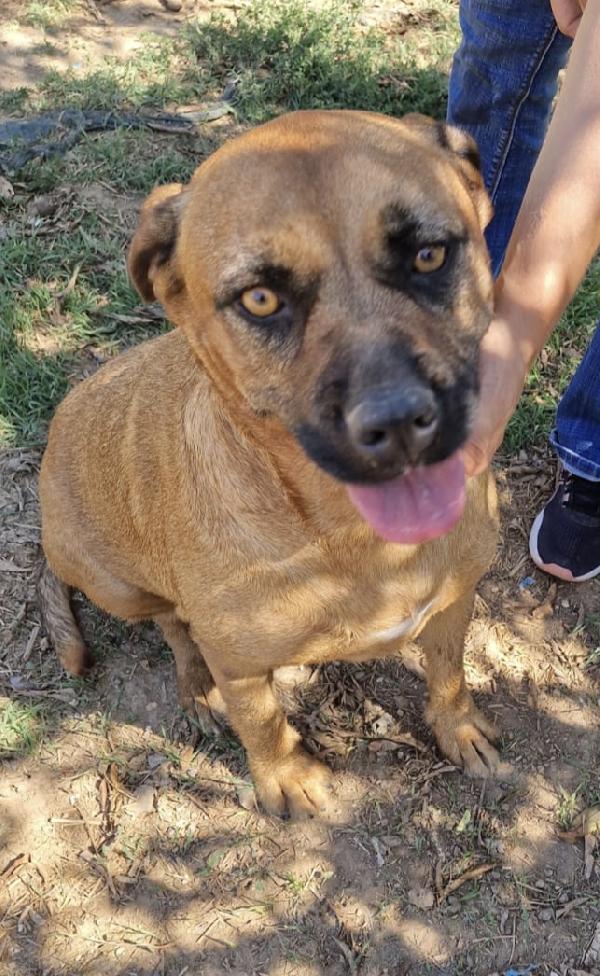 Jas una dolce cagnolina in adozione attende di essere scelta  Foto 8