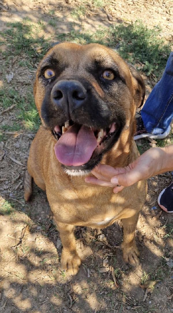 Jas una dolce cagnolina in adozione attende di essere scelta  Foto 9