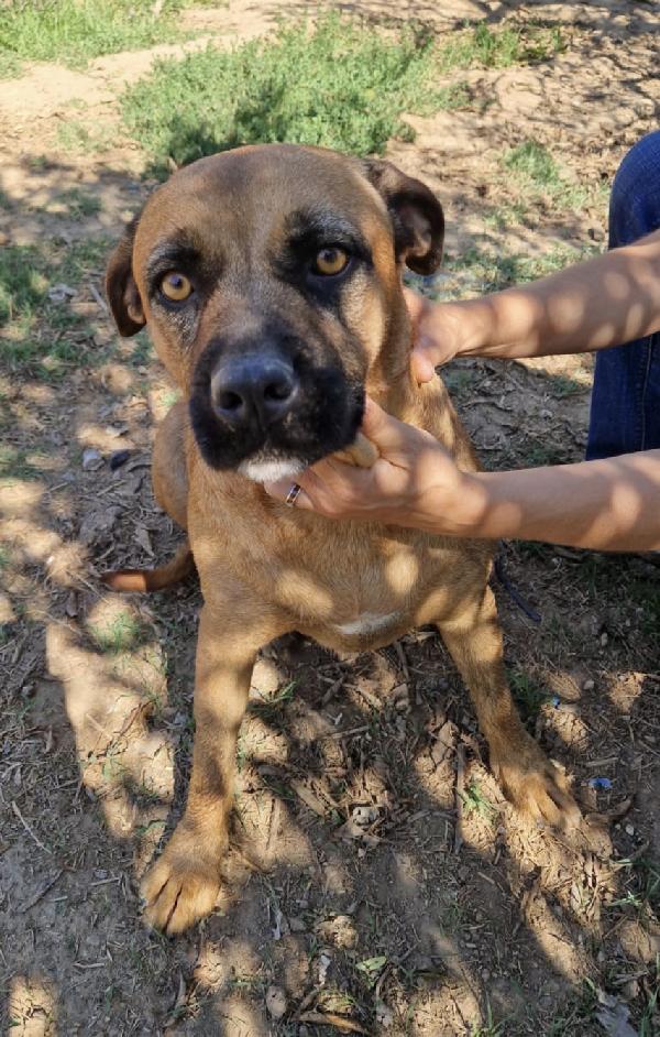 Jas una dolce cagnolina in adozione attende di essere scelta  Foto 10