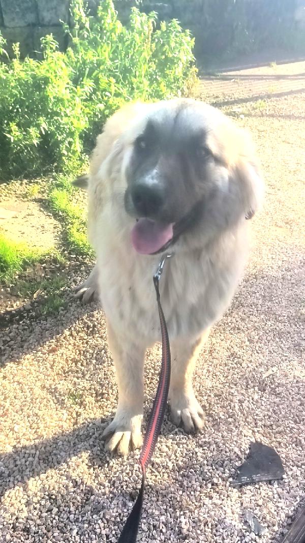Dolcissimo cucciolone cerca casa, apri il suo box  Foto 2