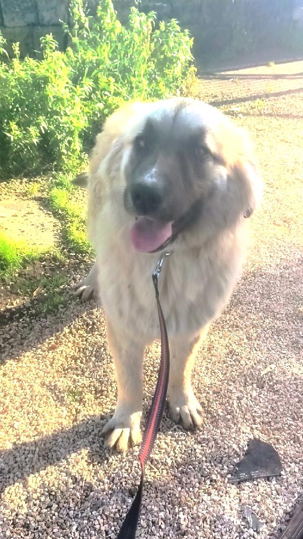 Dolcissimo cucciolone cerca casa, apri il suo box  Foto 3