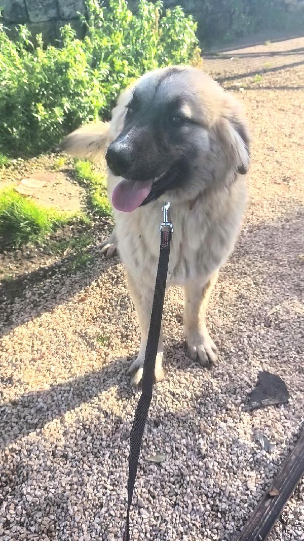 Dolcissimo cucciolone cerca casa, apri il suo box  Foto 4