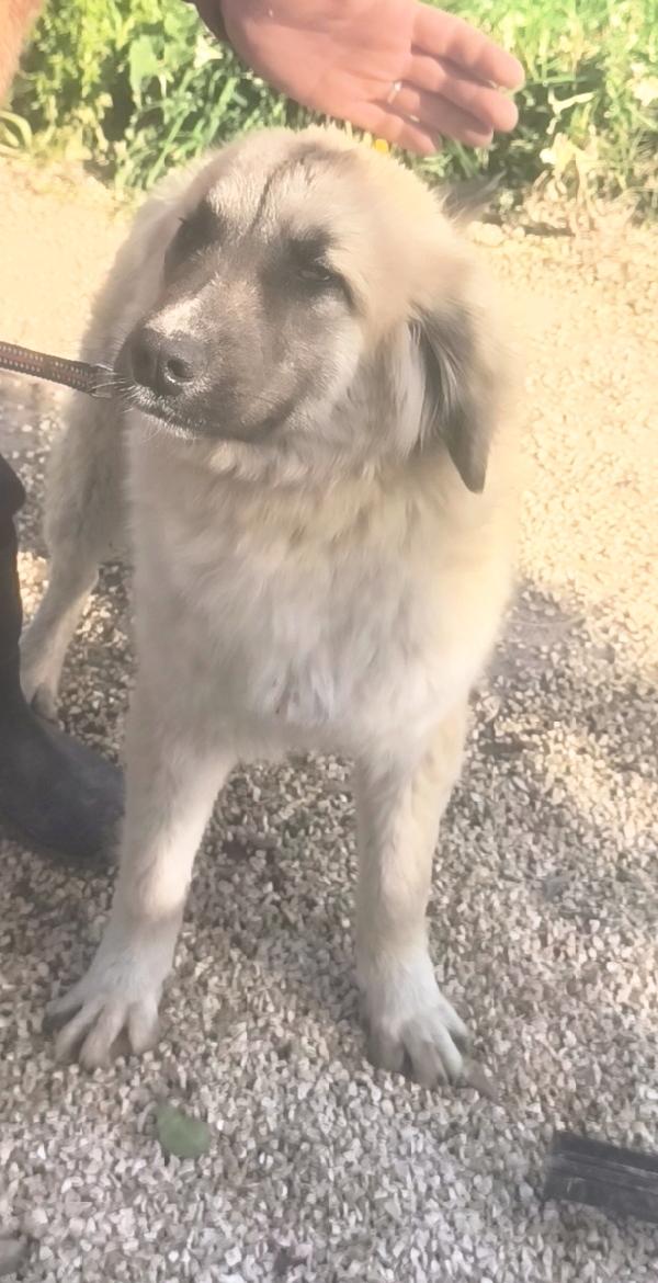 Dolcissimo cucciolone cerca casa, apri il suo box  Foto 8