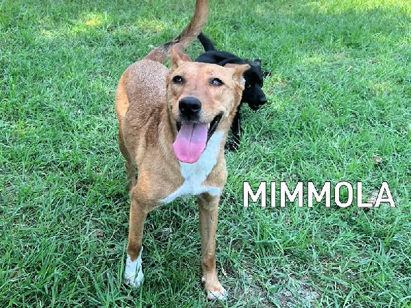 Mimmola Musetto Dolce