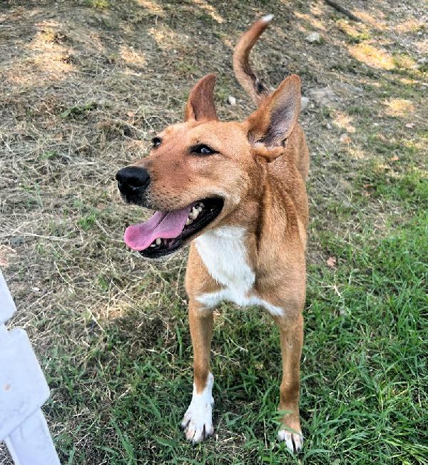 Mimmola musetto dolce Foto 3