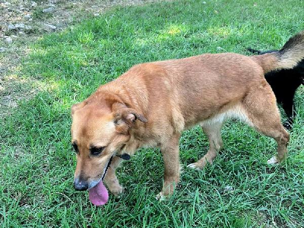 Mimmola musetto dolce Foto 4