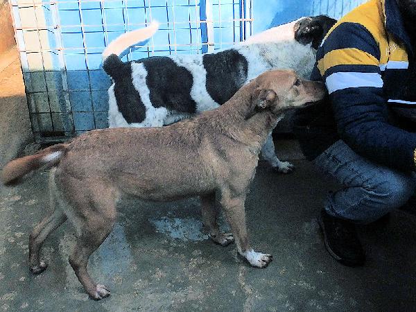 Mimmola musetto dolce Foto 5