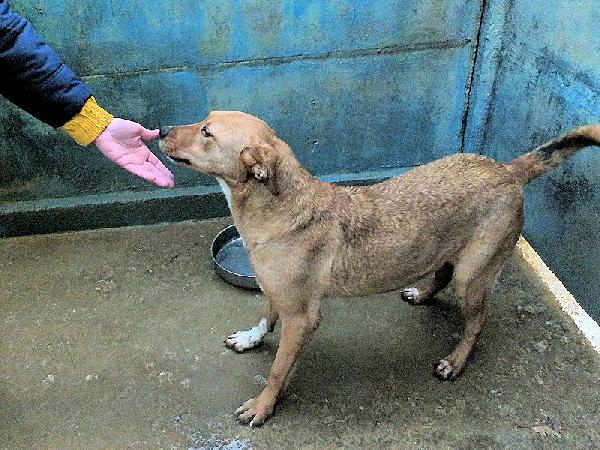 Mimmola musetto dolce Foto 7