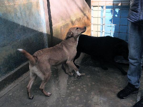 Mimmola musetto dolce Foto 9