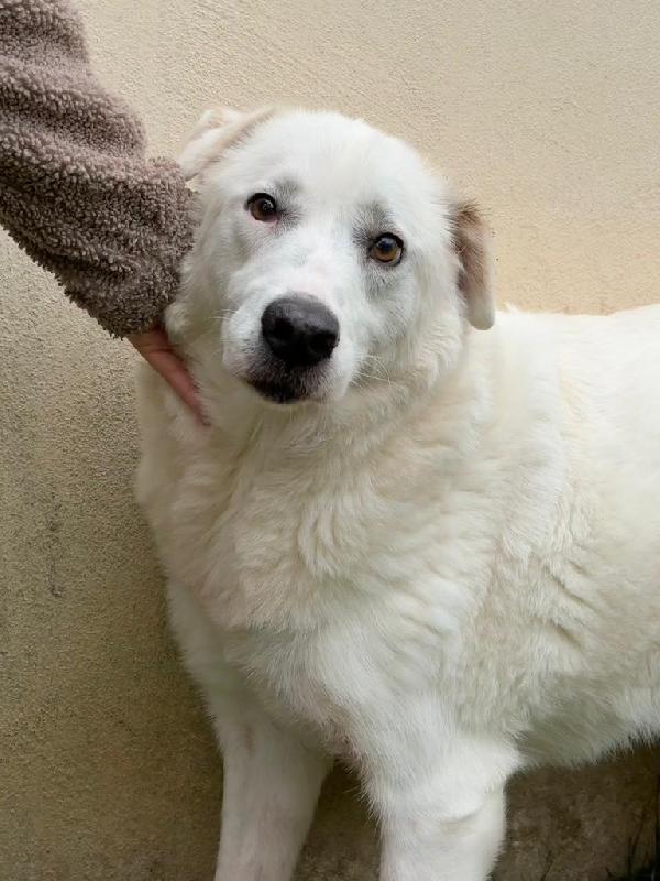 Sos Stallo Adozione Consuelo Splendida Cagnolona 