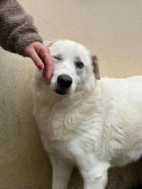 SOS STALLO ADOZIONE CONSUELO SPLENDIDA CAGNOLONA  Foto 2