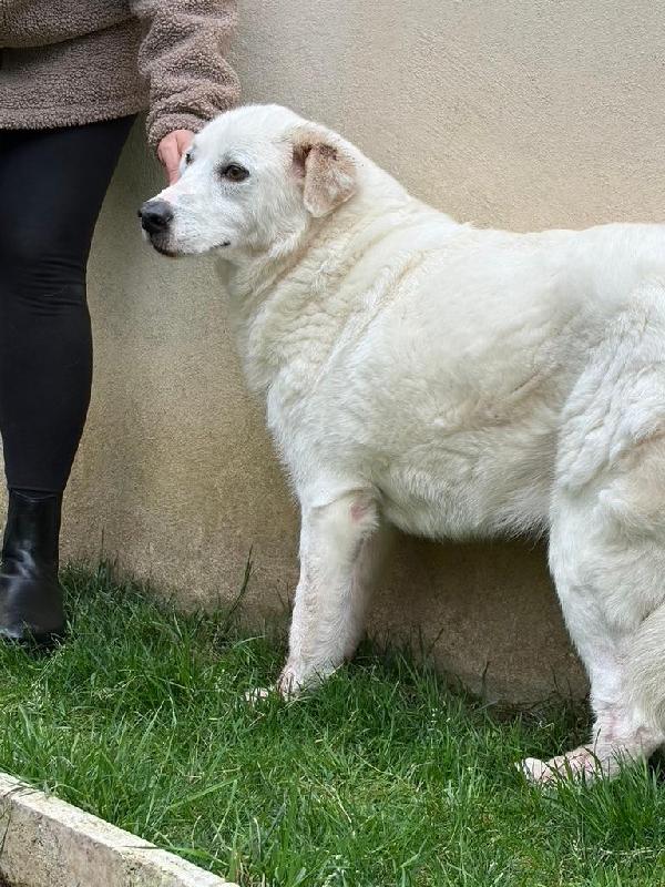 SOS STALLO ADOZIONE CONSUELO SPLENDIDA CAGNOLONA  Foto 3