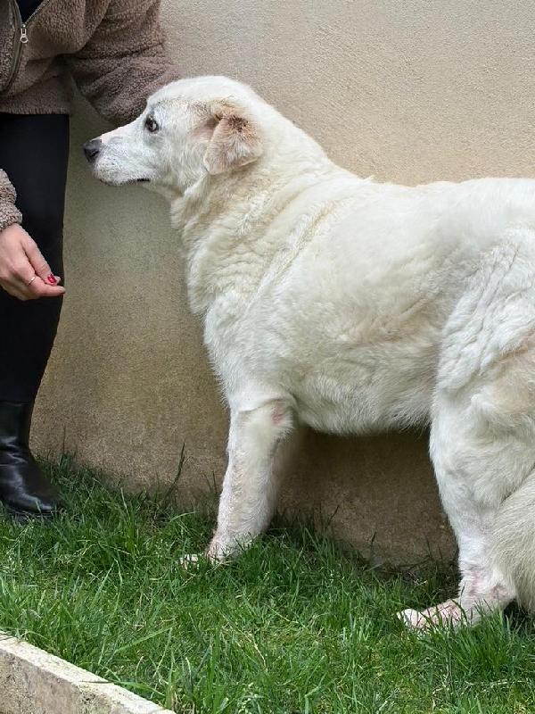 SOS STALLO ADOZIONE CONSUELO SPLENDIDA CAGNOLONA  Foto 4