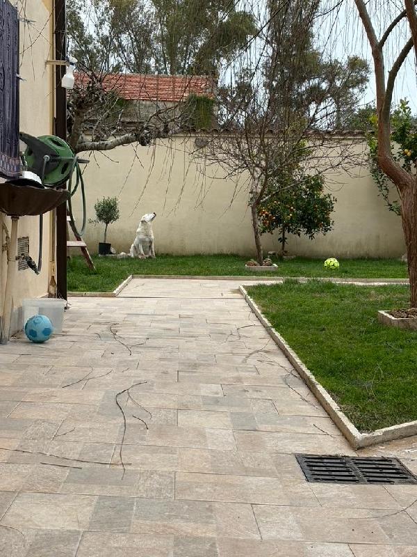 SOS STALLO ADOZIONE CONSUELO SPLENDIDA CAGNOLONA  Foto 6