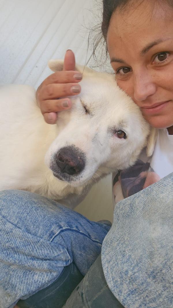 SOS STALLO ADOZIONE CONSUELO SPLENDIDA CAGNOLONA  Foto 7