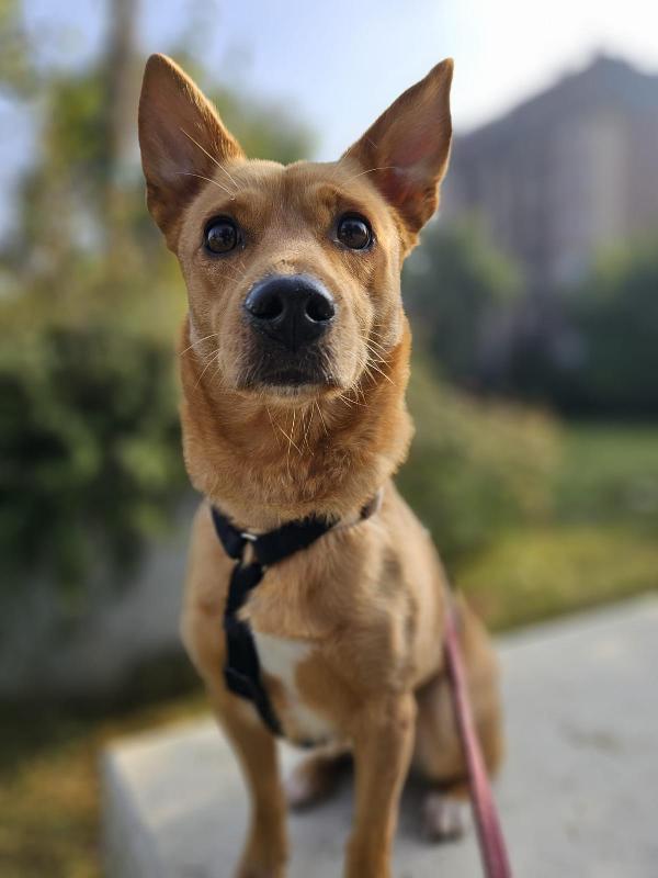 Mix Bassotto/ J.russel Femmina 5Anni Super Urgente Milano