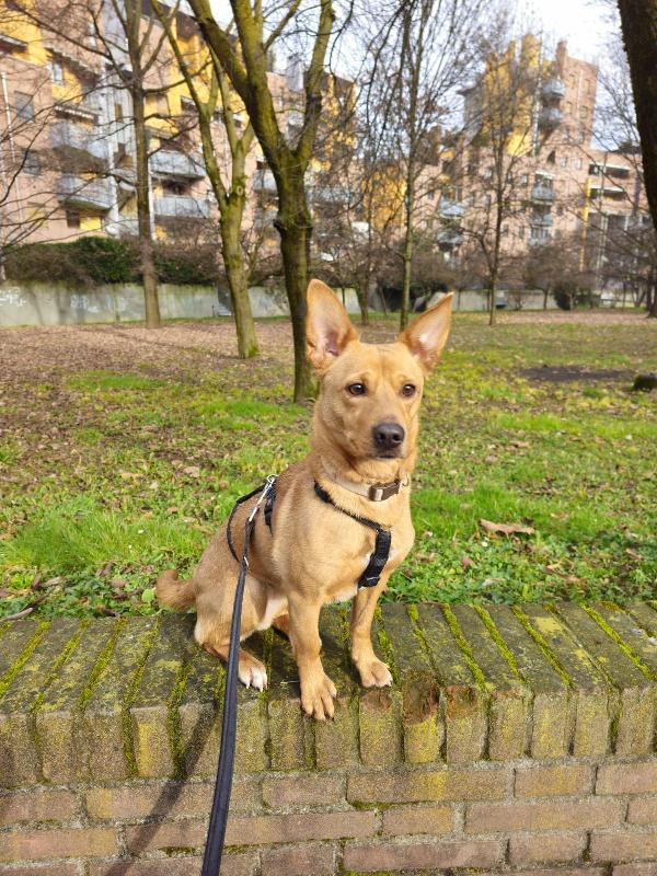 Mix Bassotto/ J.Russel femmina 5anni SUPER URGENTE MILANO Foto 3