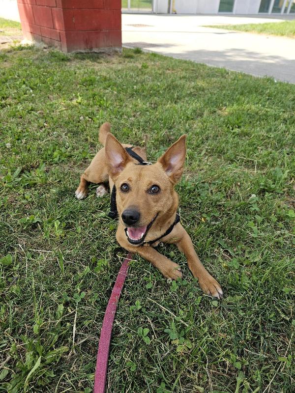 Mix Bassotto/ J.Russel femmina 5anni SUPER URGENTE MILANO Foto 4