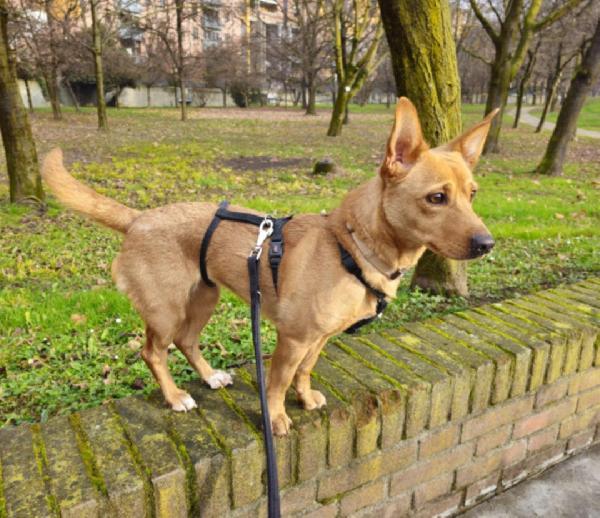 Mix Bassotto/ J.Russel femmina 5anni SUPER URGENTE MILANO Foto 5