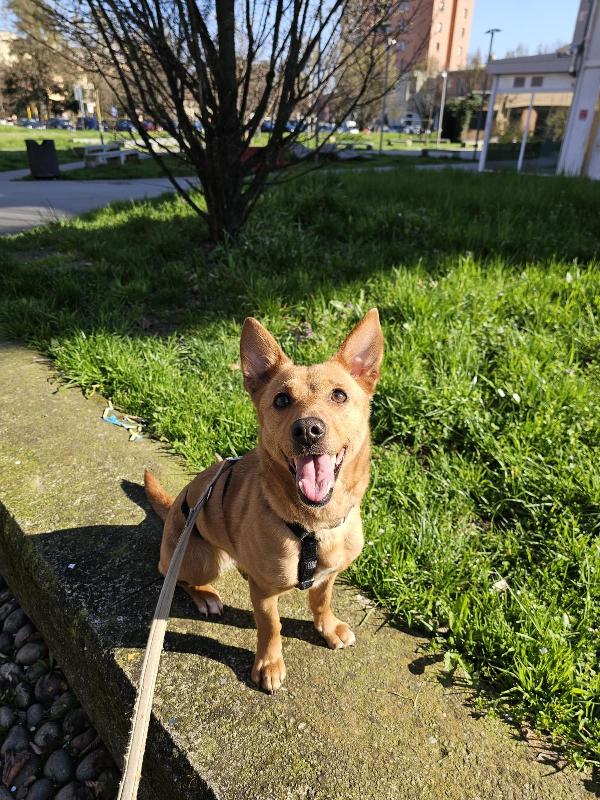 Mix Bassotto/ J.Russel femmina 5anni SUPER URGENTE MILANO Foto 6