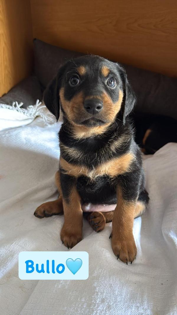 Bullo Meraviglioso Cucciolo Mix Segugio