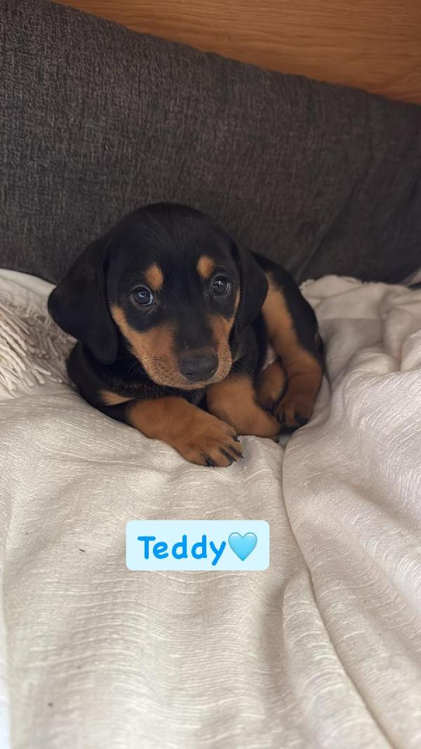 Teddy Meraviglioso Cucciolo Simil Segugio