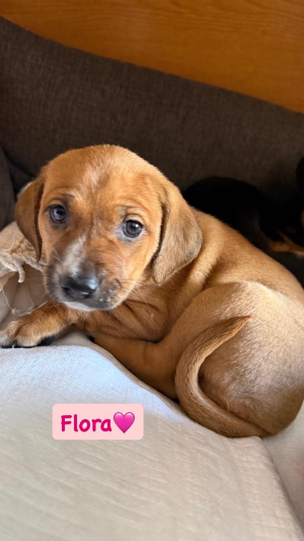 Flora Splendida Cucciola Mix Segugio 