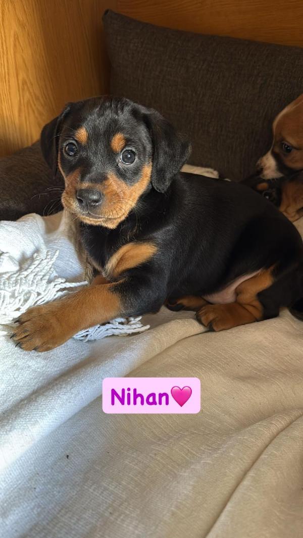 Nihan Splendida Cucciola Mix Segugia