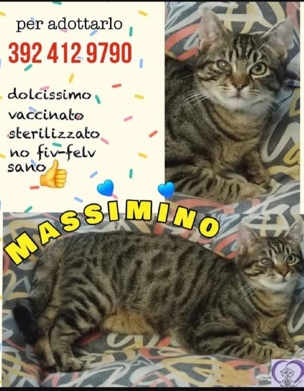 Giovane micio tigrato affettuoso. ROMA SOS CASA Foto 2