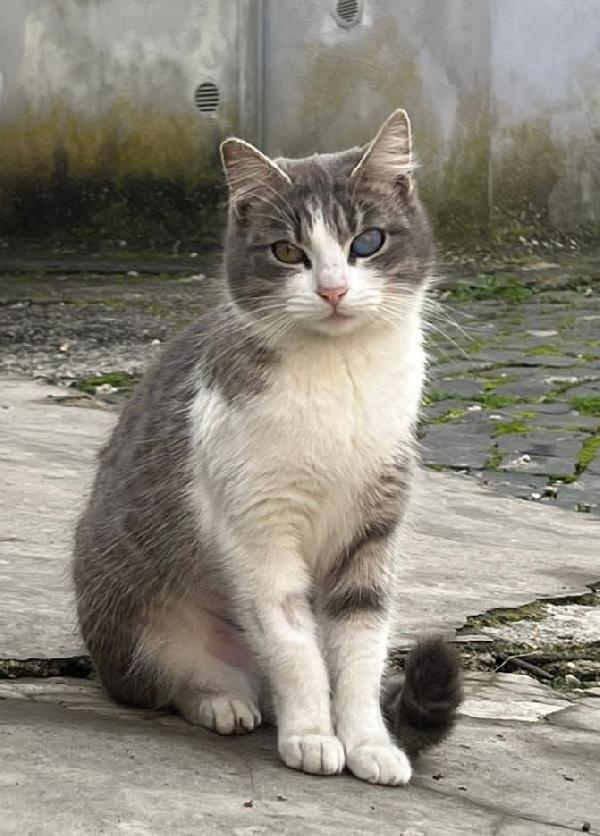 Sissy: Micia Di 8 Mesi Cerca Famiglia