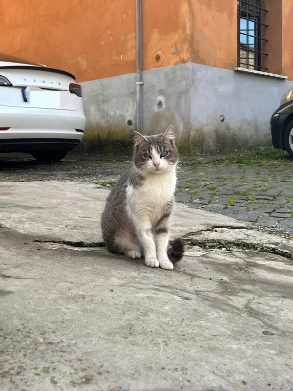 SISSY: MICIA DI 8 MESI CERCA FAMIGLIA Foto 2