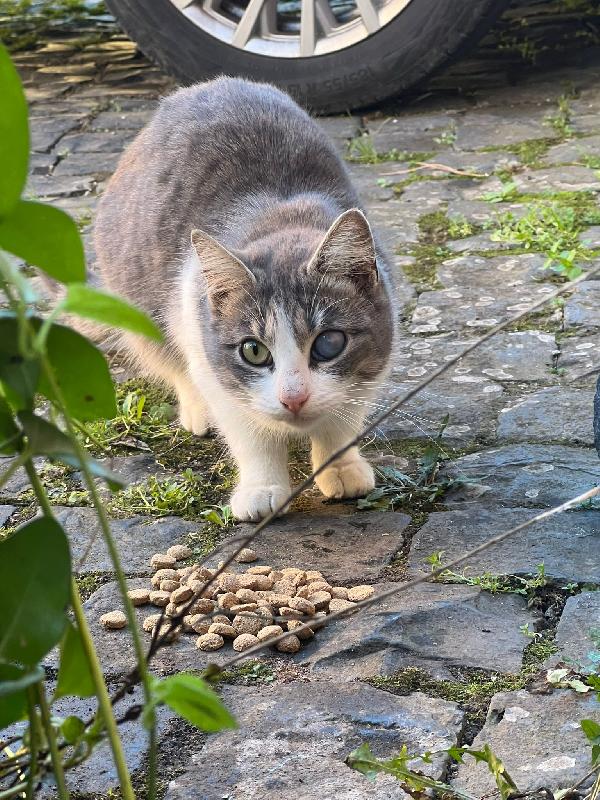 SISSY: MICIA DI 8 MESI CERCA FAMIGLIA Foto 3