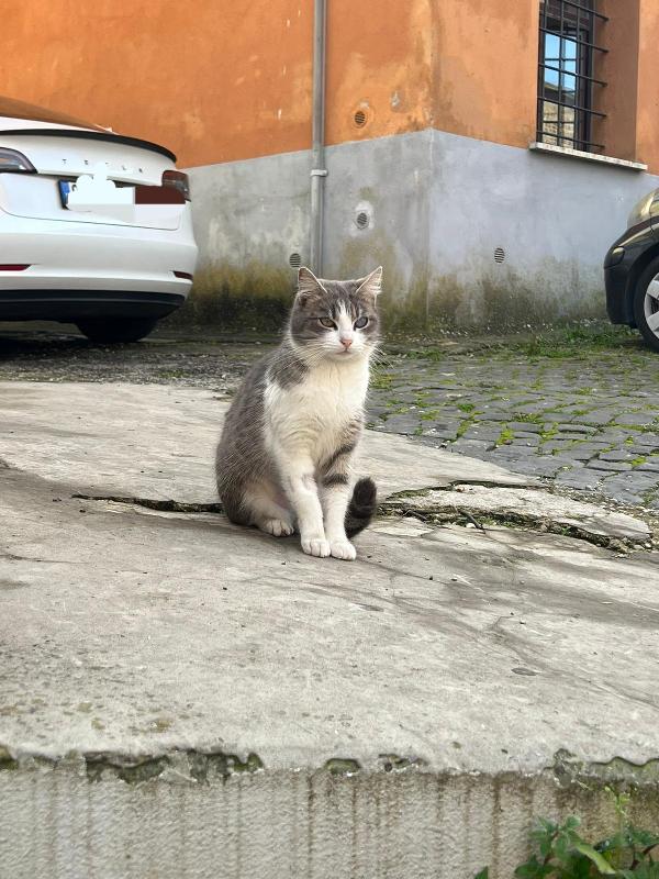 SISSY: MICIA DI 8 MESI CERCA FAMIGLIA Foto 5