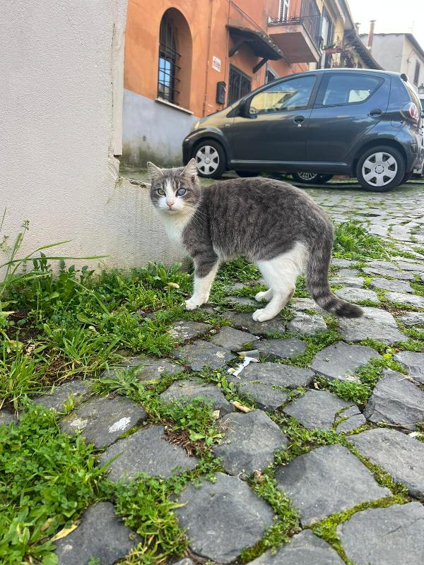 SISSY: MICIA DI 8 MESI CERCA FAMIGLIA Foto 4