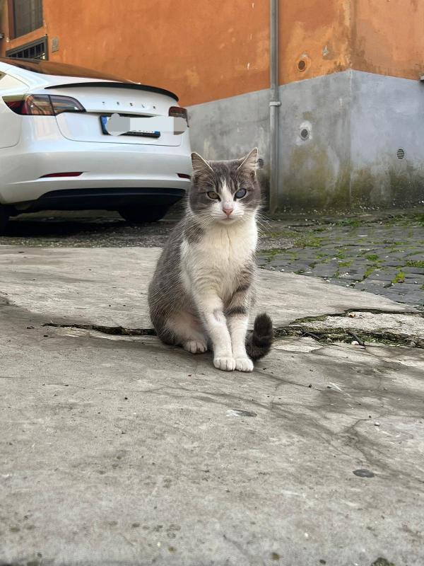 SISSY: MICIA DI 8 MESI CERCA FAMIGLIA Foto 6