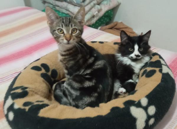 Mafalda E Ercolino: Micini Di 4 Mesi Cercano Famiglia