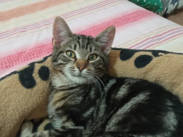 MAFALDA E ERCOLINO: MICINI DI 4 MESI CERCANO FAMIGLIA Foto 3