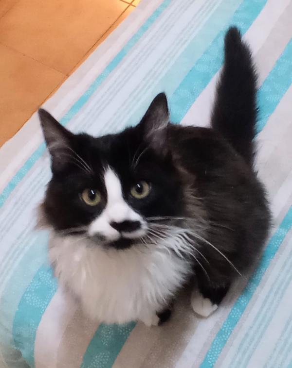 MAFALDA E ERCOLINO: MICINI DI 4 MESI CERCANO FAMIGLIA Foto 4