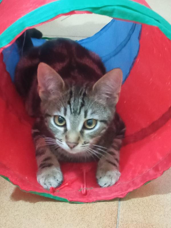 MAFALDA E ERCOLINO: MICINI DI 4 MESI CERCANO FAMIGLIA Foto 5