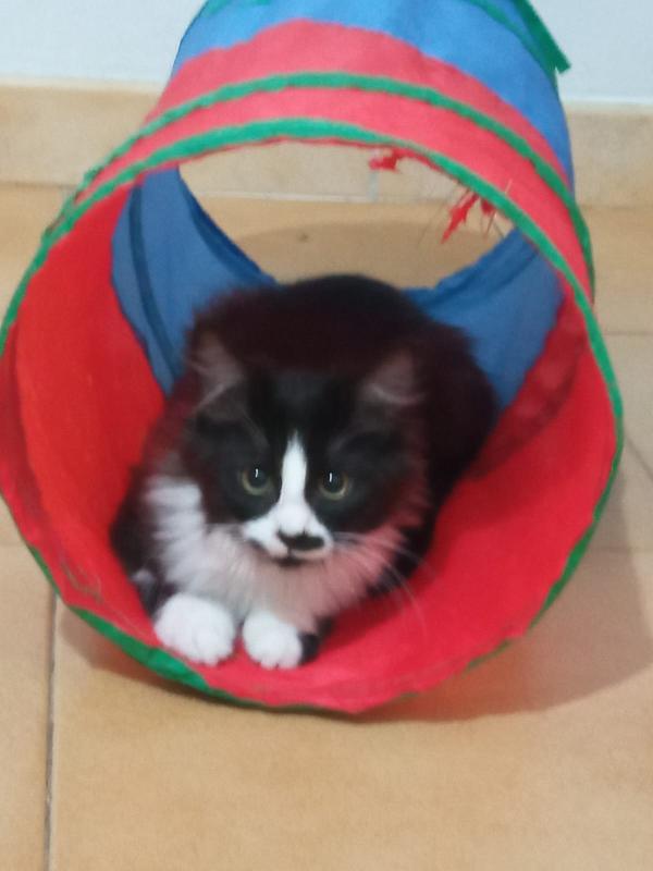 MAFALDA E ERCOLINO: MICINI DI 4 MESI CERCANO FAMIGLIA Foto 6