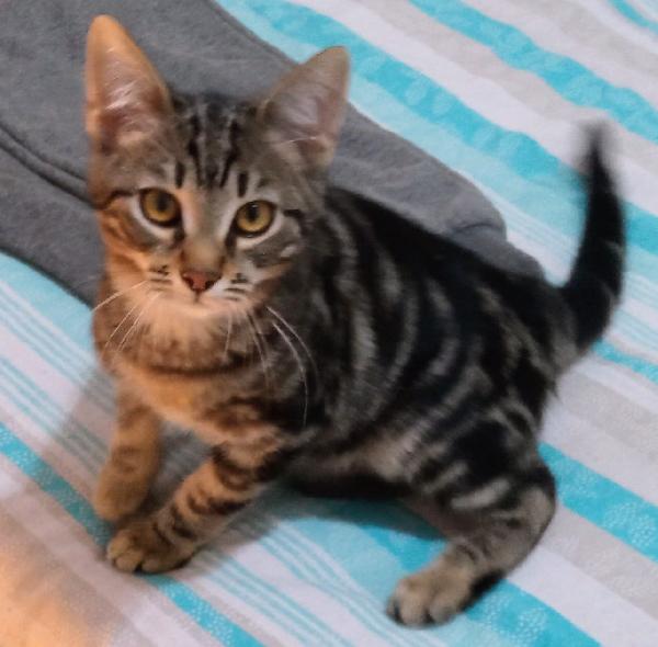 MAFALDA E ERCOLINO: MICINI DI 4 MESI CERCANO FAMIGLIA Foto 7