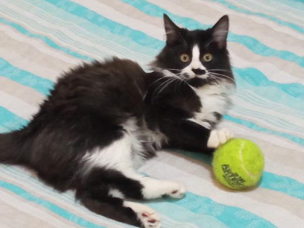 MAFALDA E ERCOLINO: MICINI DI 4 MESI CERCANO FAMIGLIA Foto 8