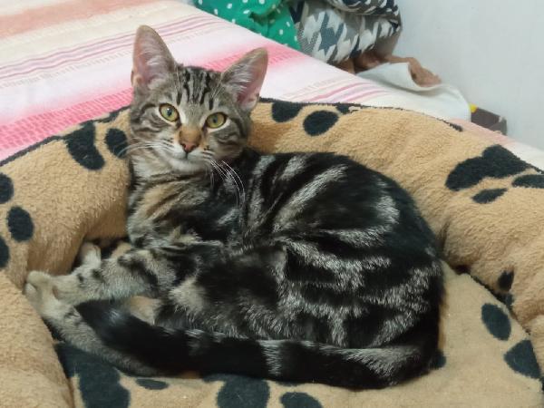 MAFALDA E ERCOLINO: MICINI DI 4 MESI CERCANO FAMIGLIA Foto 9