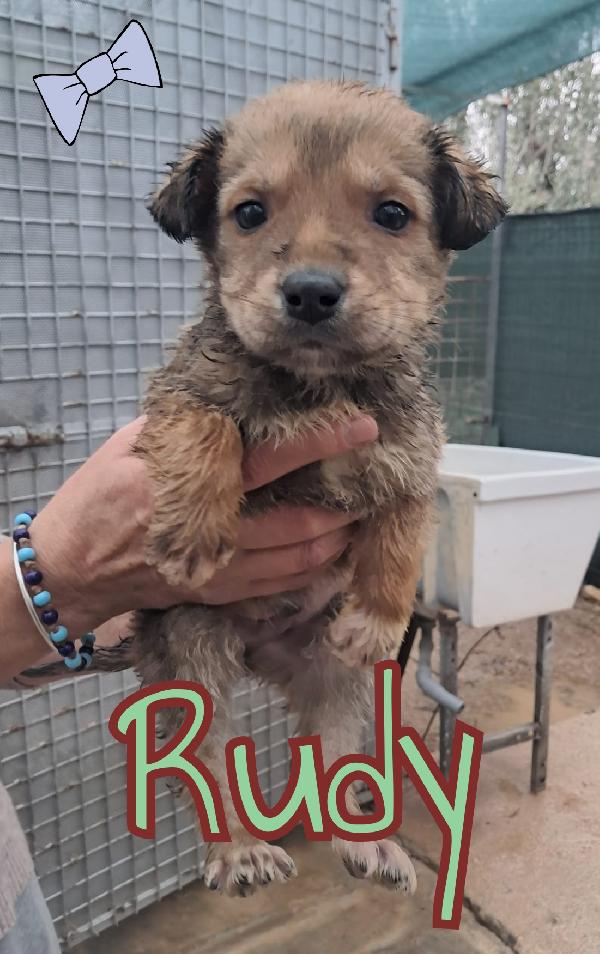 Cuccioli di 2 mesi Foto 2