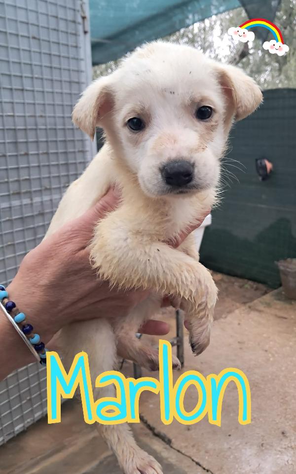 Cuccioli di 2 mesi Foto 3