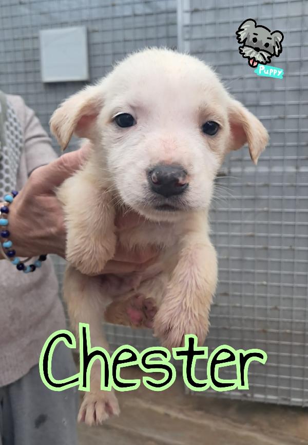 Cuccioli di 2 mesi Foto 4