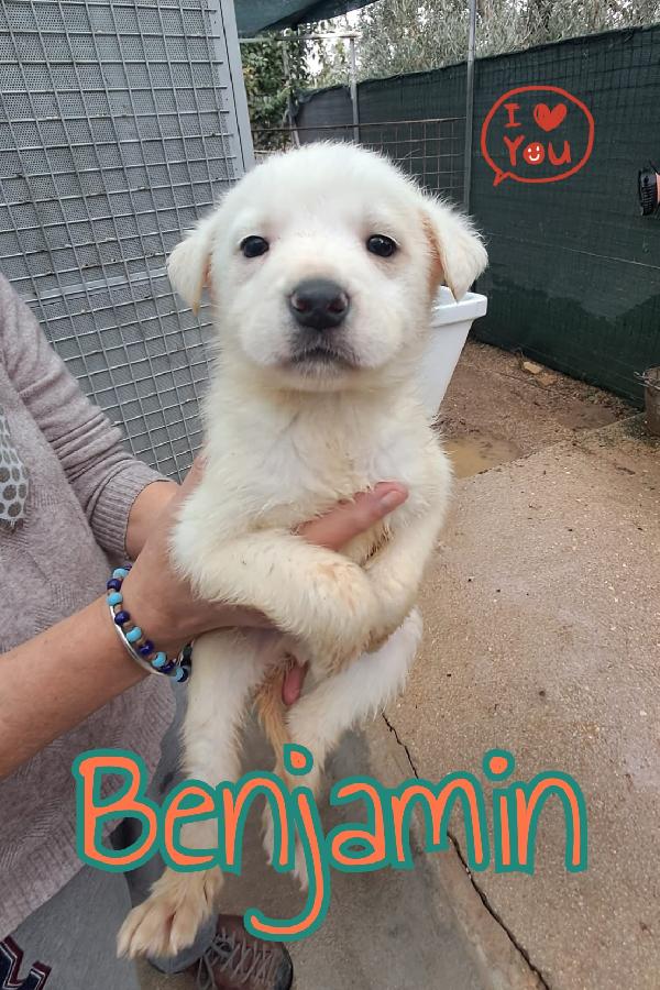 Cuccioli di 2 mesi Foto 5