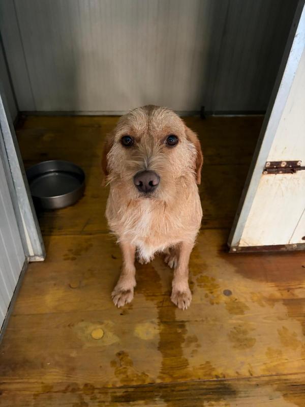 Una Speranza Per Pluto 💔