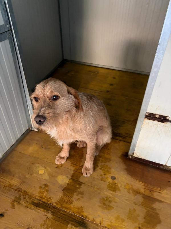 Una speranza per Pluto 💔 Foto 2