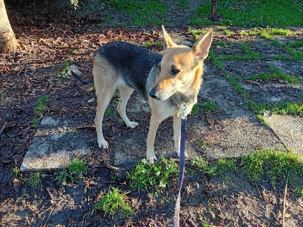 Luna pastorina tg media 5anni ne ha viste tante! BOLOGNA Foto 2